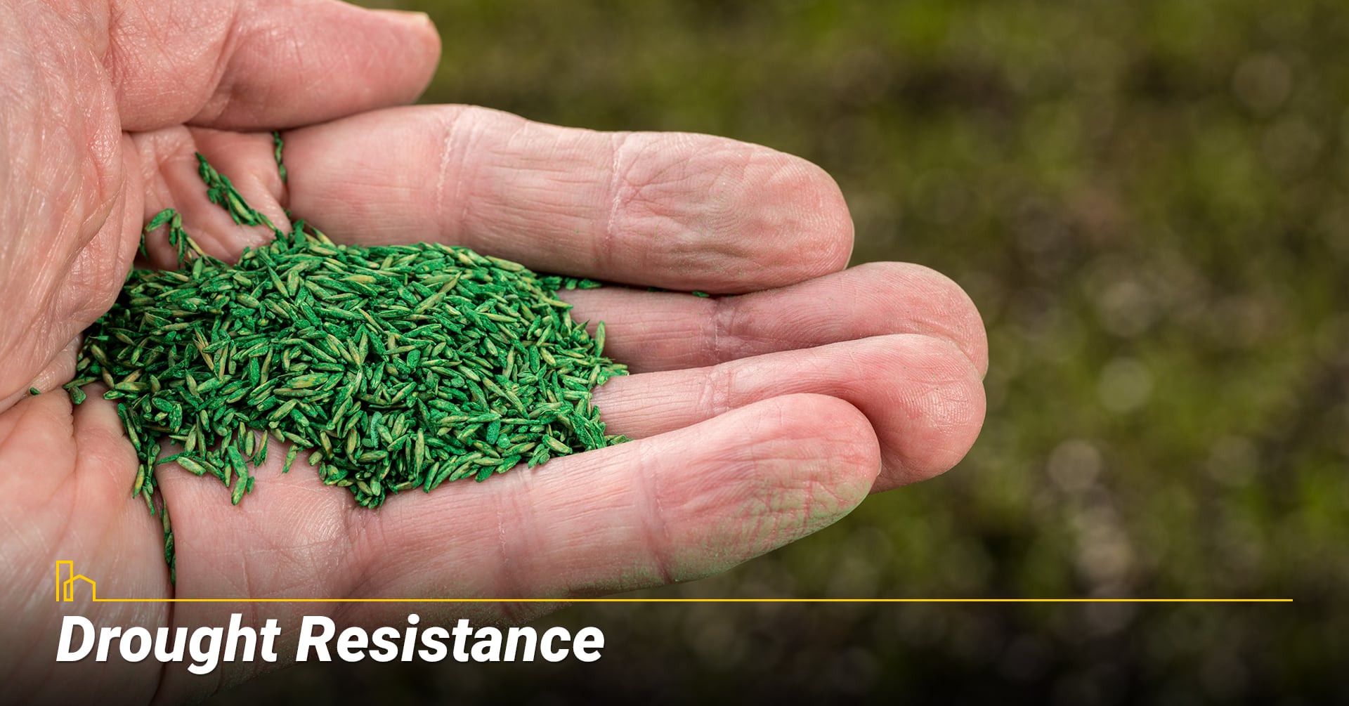 Drought Resistance, grow drought resistance grass