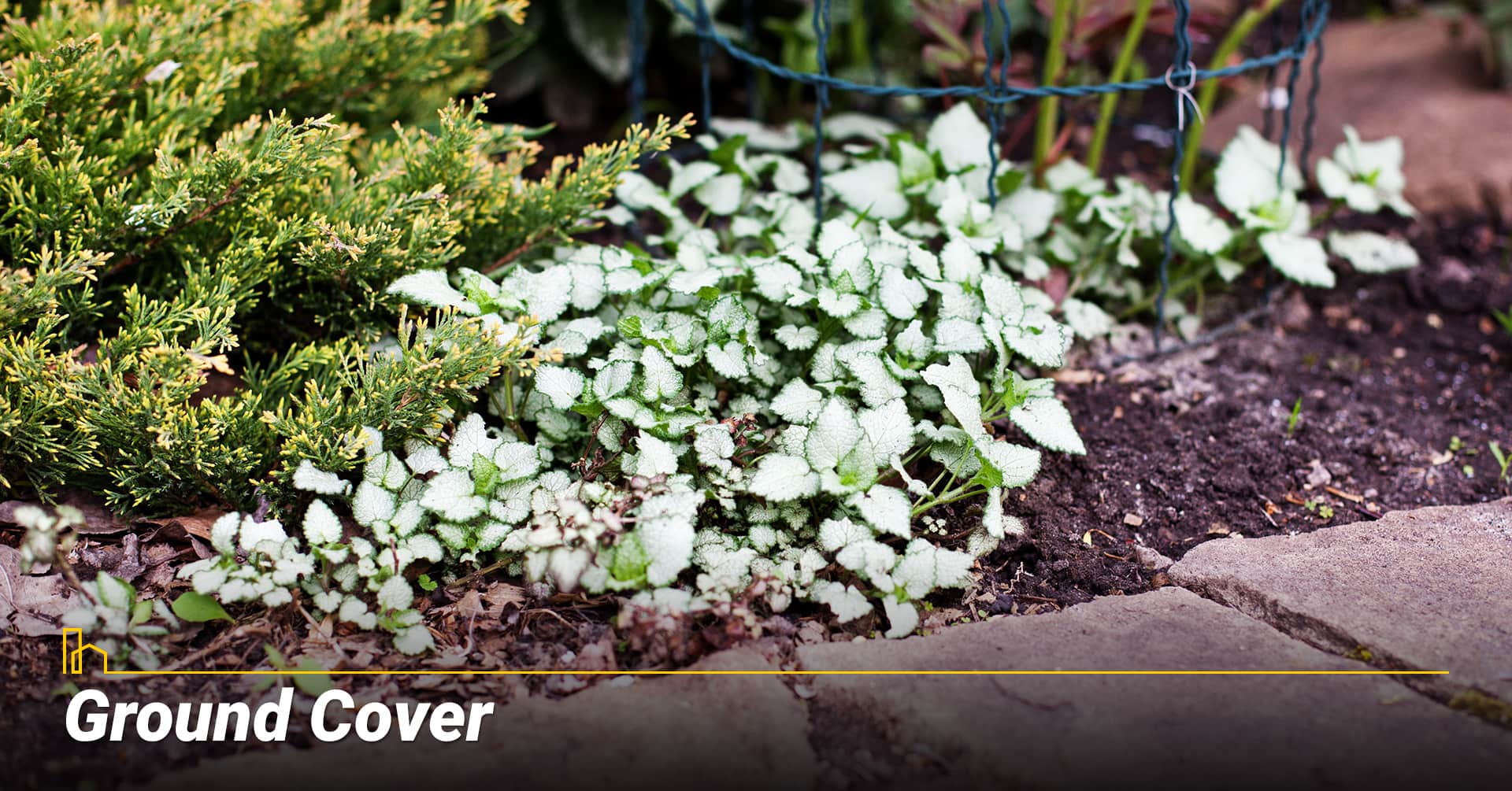 Ground Cover, cover bare ground