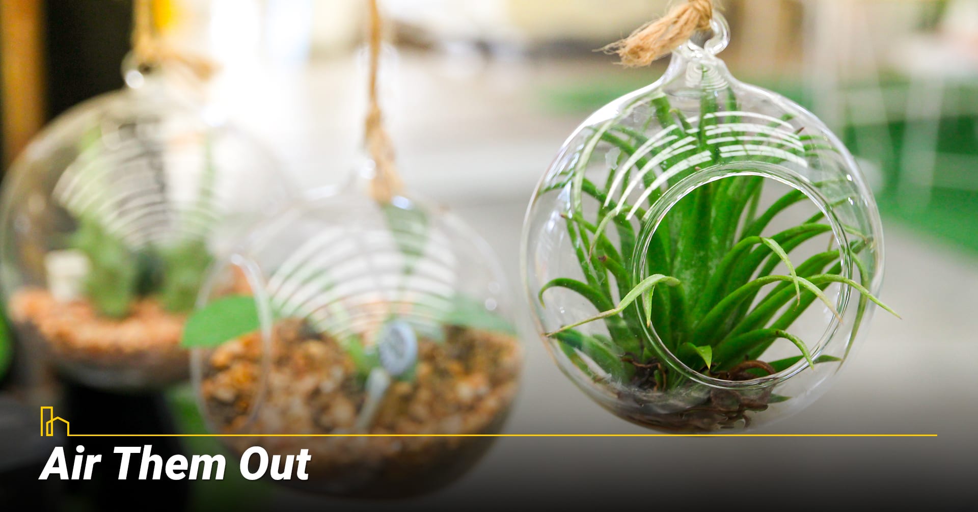 Air Them Out, use air plants