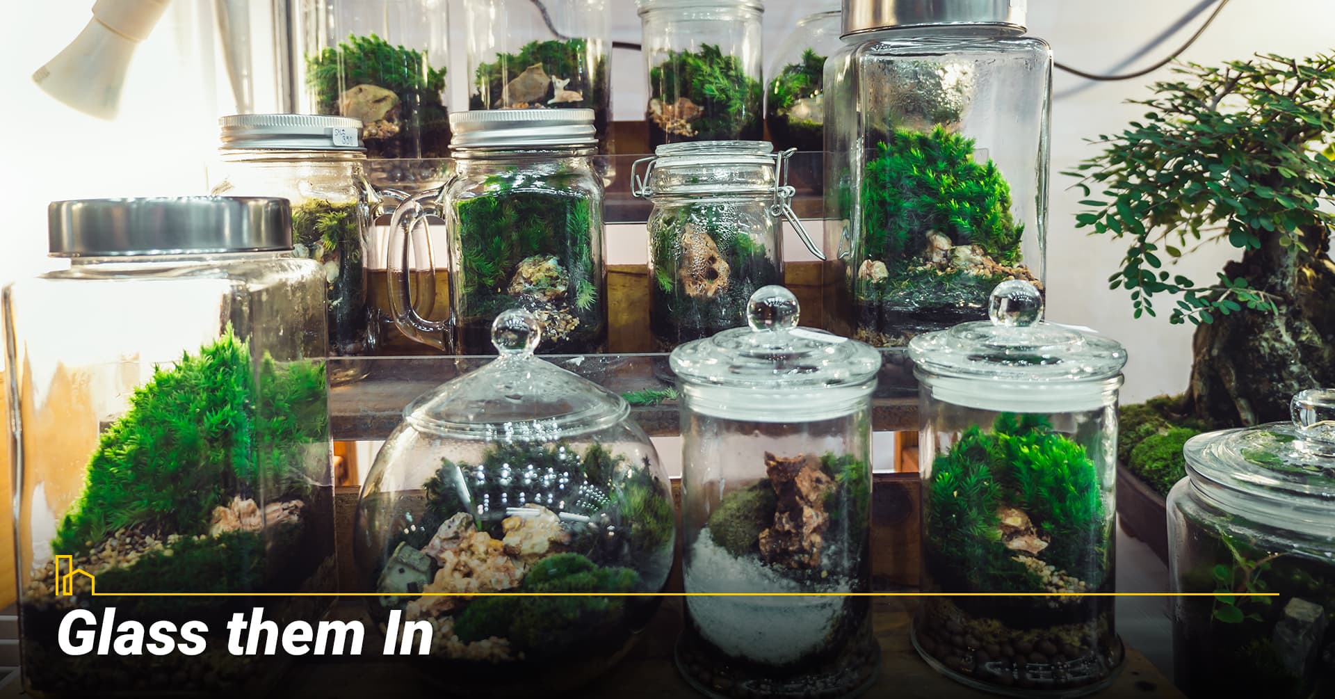 Glass them In, Use glass terrariums