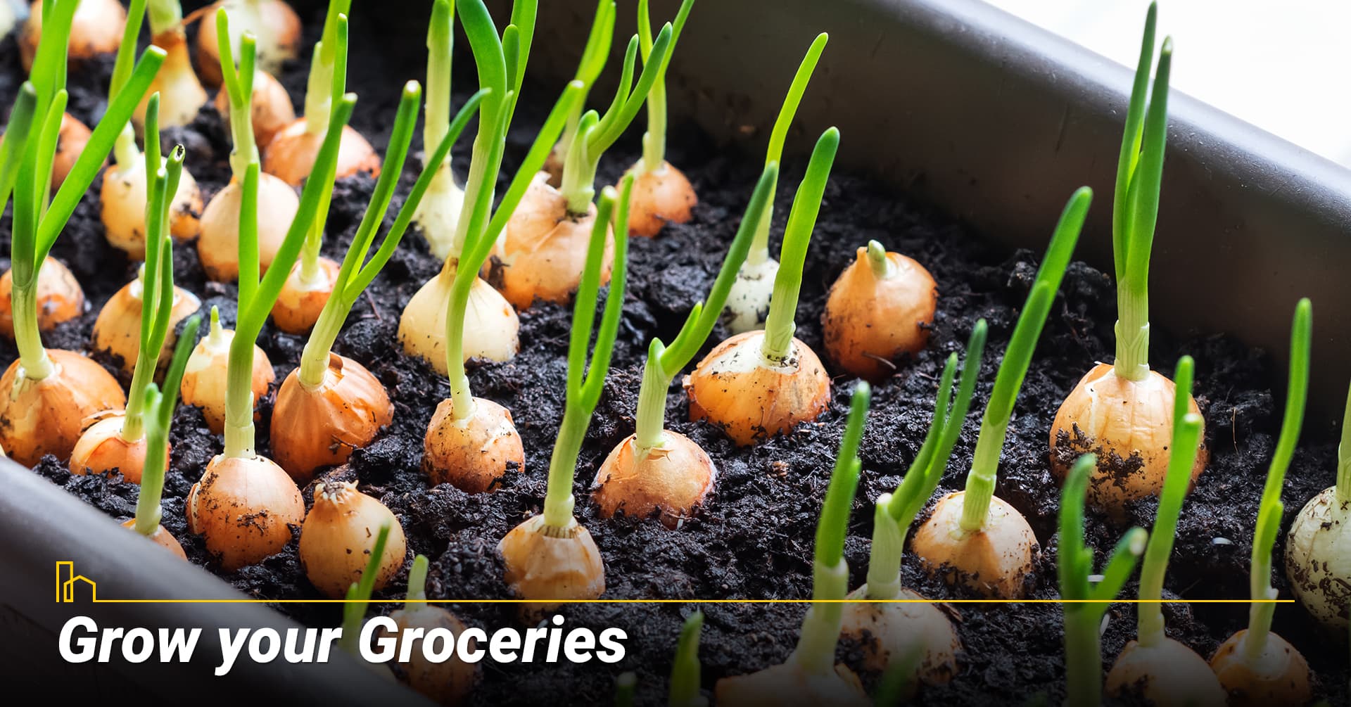 Grow your Groceries, grow your own herbs