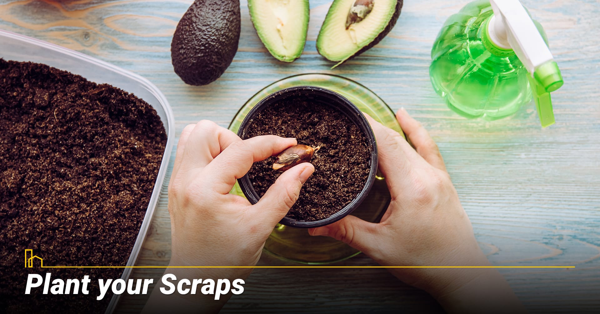 Plant your Scraps, use fruits and vegetables as house plants