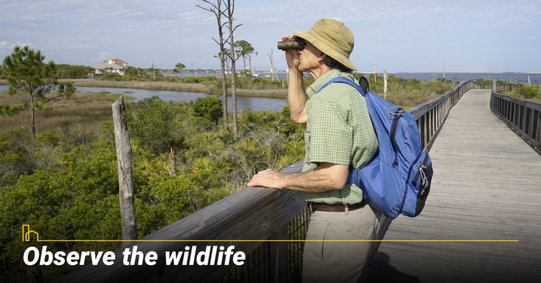 Observe the wildlife