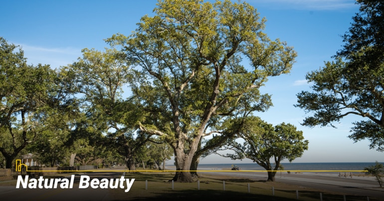 Natural Beauty