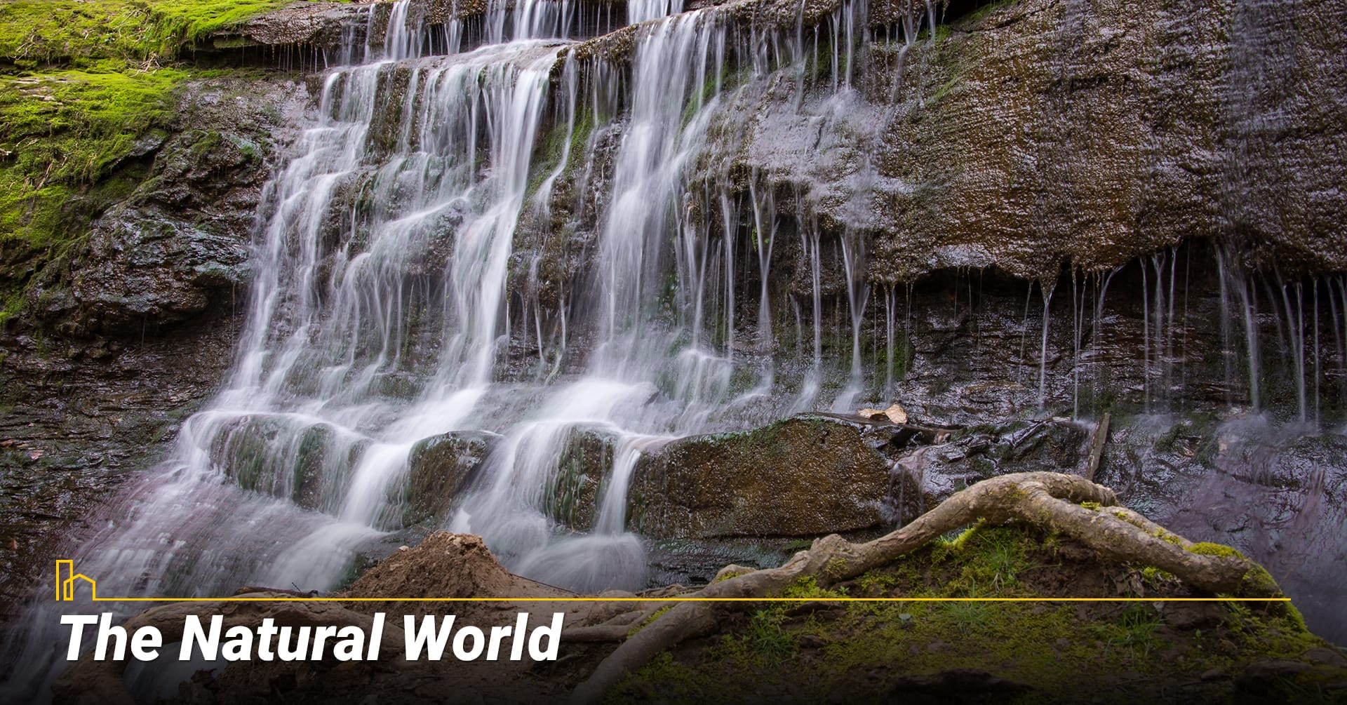 THE NATURAL WORLD THE NATURAL WORLD