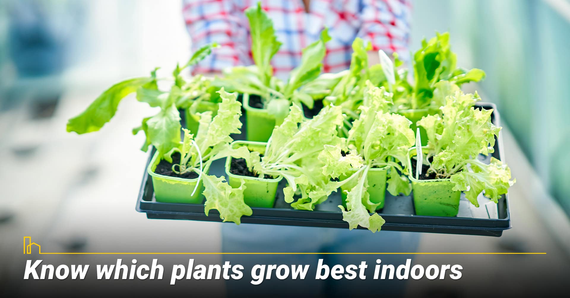 Know which plants grow best indoors