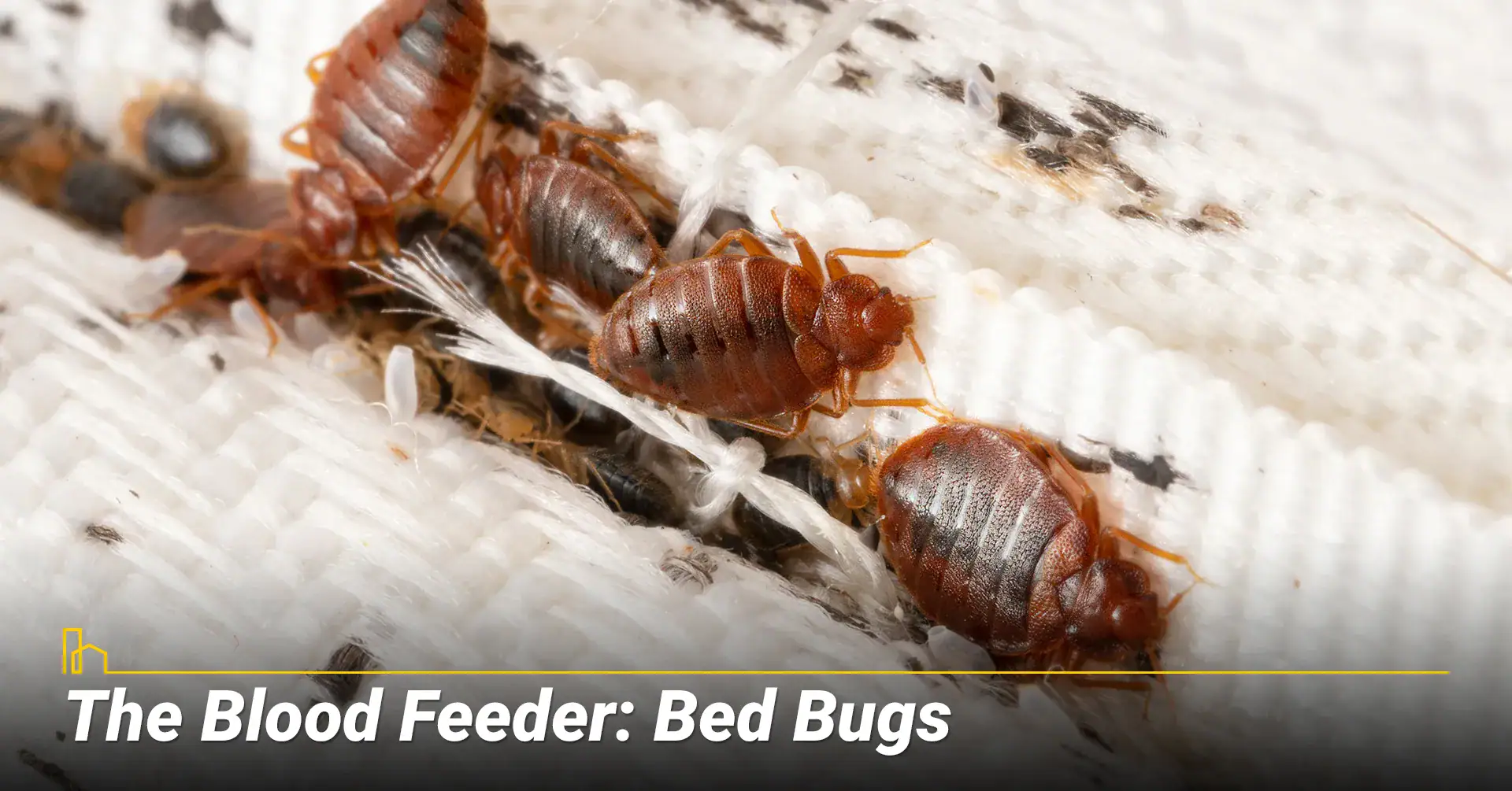 Bed Bugs