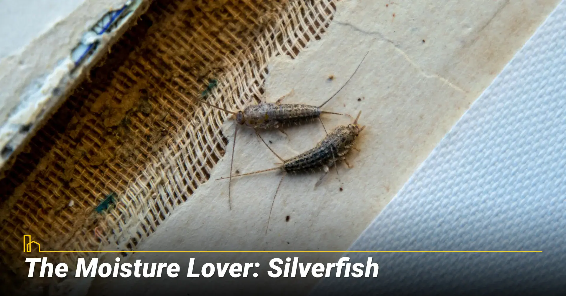 Silverfish