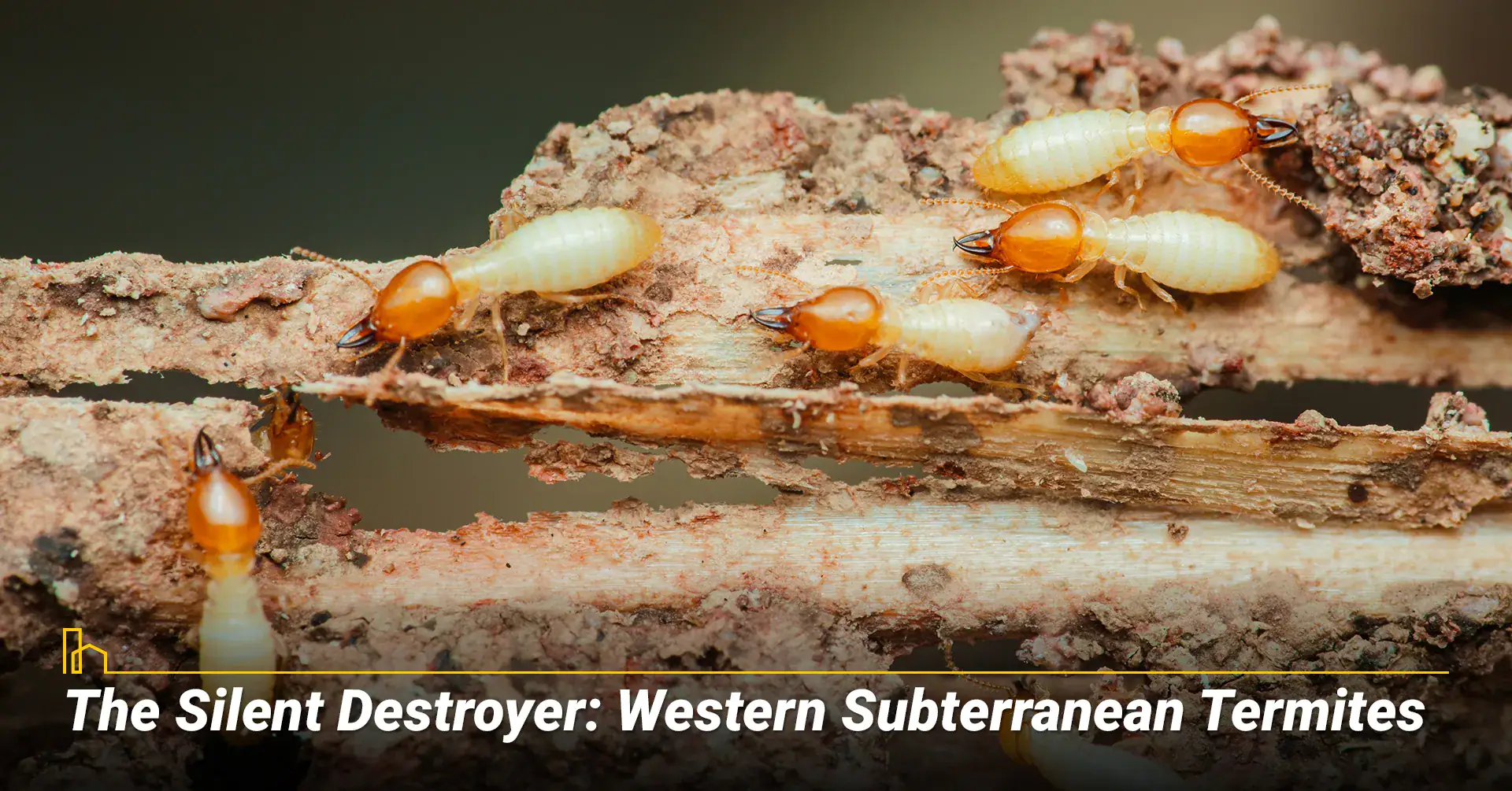 Western Subterranean Termites