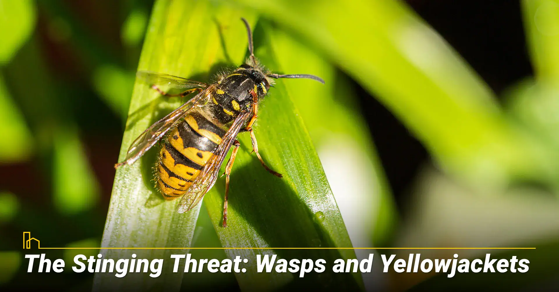 Wasps and Yellowjackets