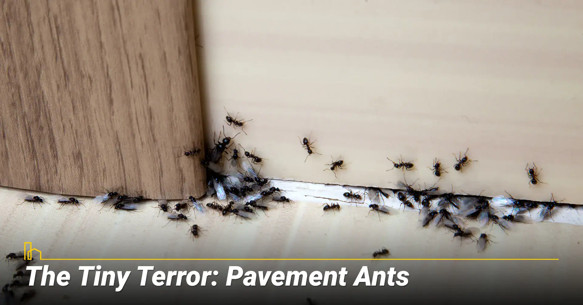 Pavement Ants