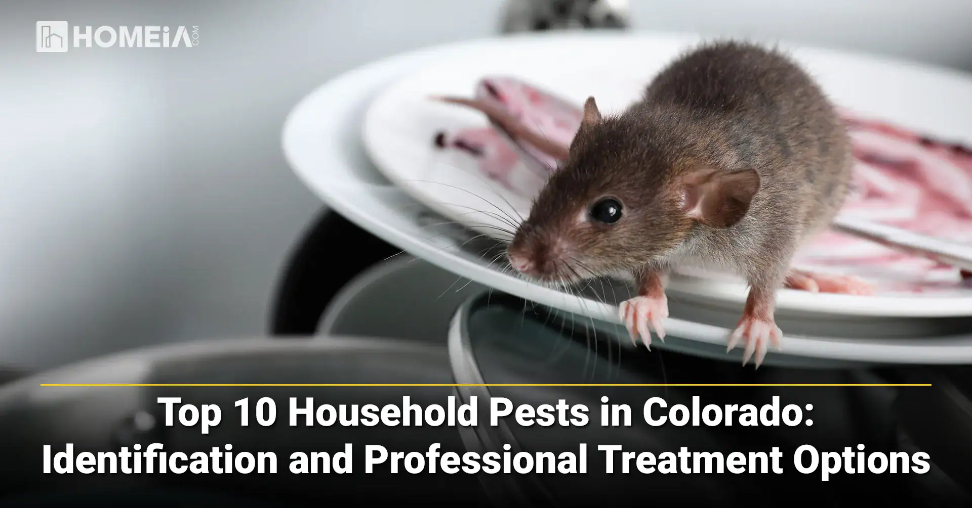 Top 10 Household Pests in Colorado-Identification and Professional Treatment Options
